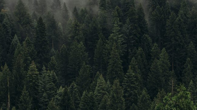 FontanaGrafica-home-sustainability2