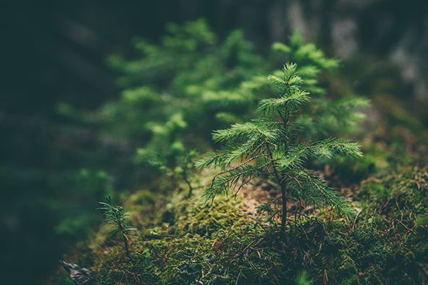 FSC-FontanaGrafica_2025